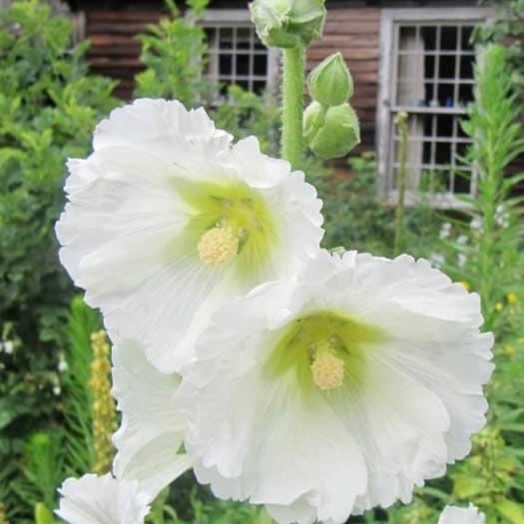 Welcome Thx for stopping by - Picture 5 of 12